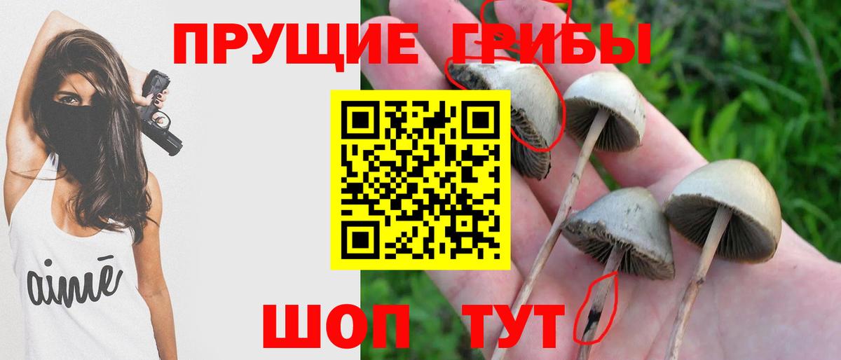 Псилоцибиновые грибы мухоморы  Вход с VPN  Зеленогорск  Псилоцибиновые грибы мицелий 